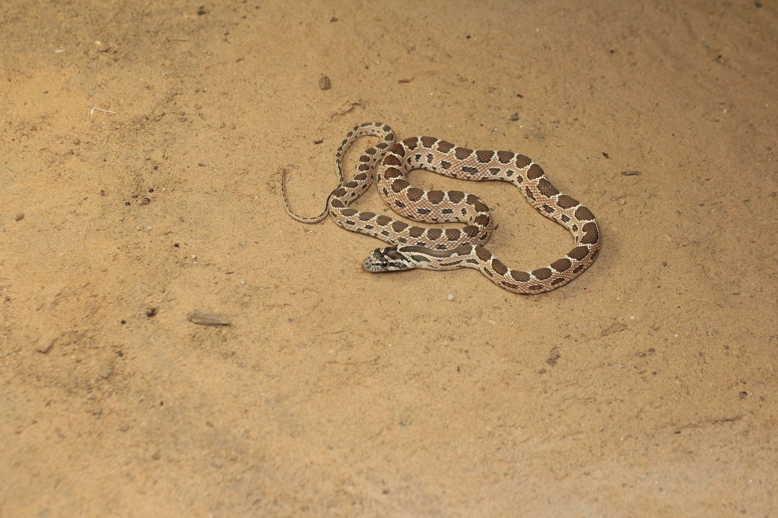 Wildlife Rescue / Snake Catcher Jaipur Rajasthan